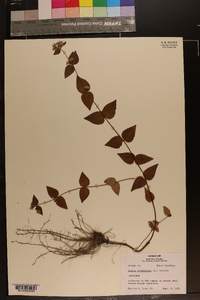 Cunila origanoides image