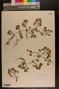 Glecoma hederacea image