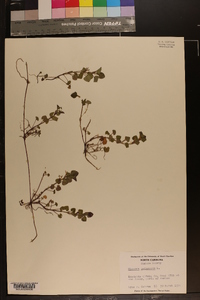 Glecoma hederacea image