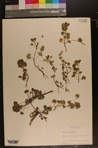 Glecoma hederacea image