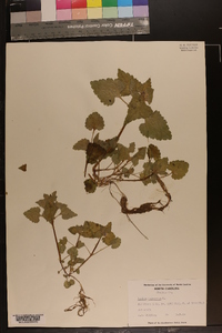 Lamium purpureum image