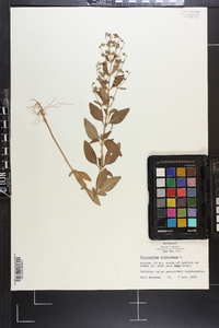 Trichostema dichotomum image