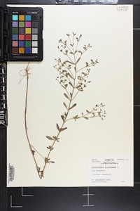 Trichostema dichotomum image