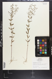 Trichostema dichotomum image