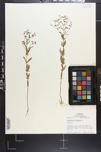 Trichostema dichotomum image