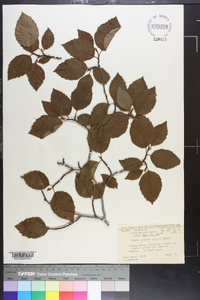 Alnus crispa image