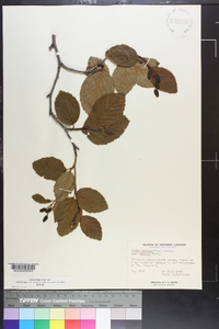 Alnus crispa image