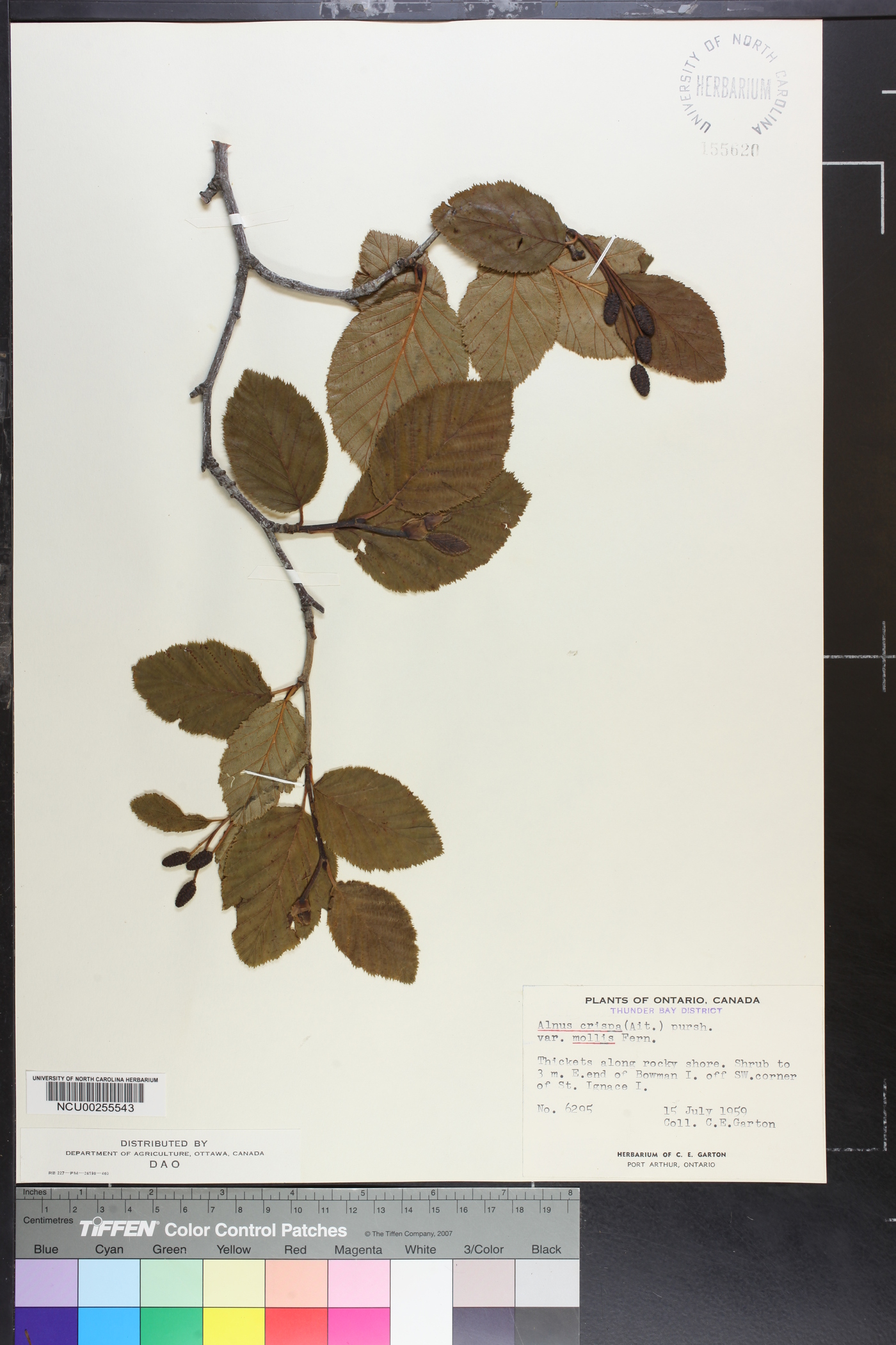 Alnus crispa var. mollis image