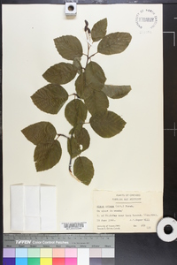 Alnus crispa image