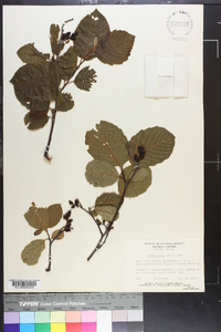 Alnus crispa image