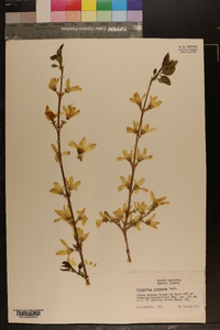 Forsythia suspensa image