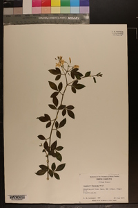 Jasminum floridum image