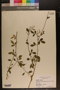 Jasminum floridum image