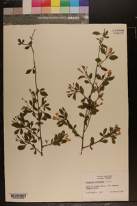 Jasminum floridum image