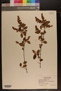 Ligustrum sinense image