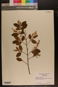 Ligustrum sinense image