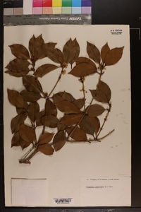 Osmanthus americana image