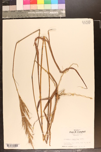 Saccharum brevibarbe var. contortum image