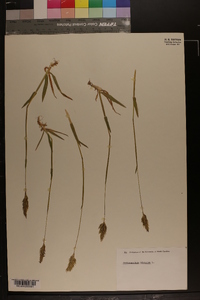 Anthoxanthum odoratum image