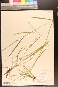 Festuca obtusa image