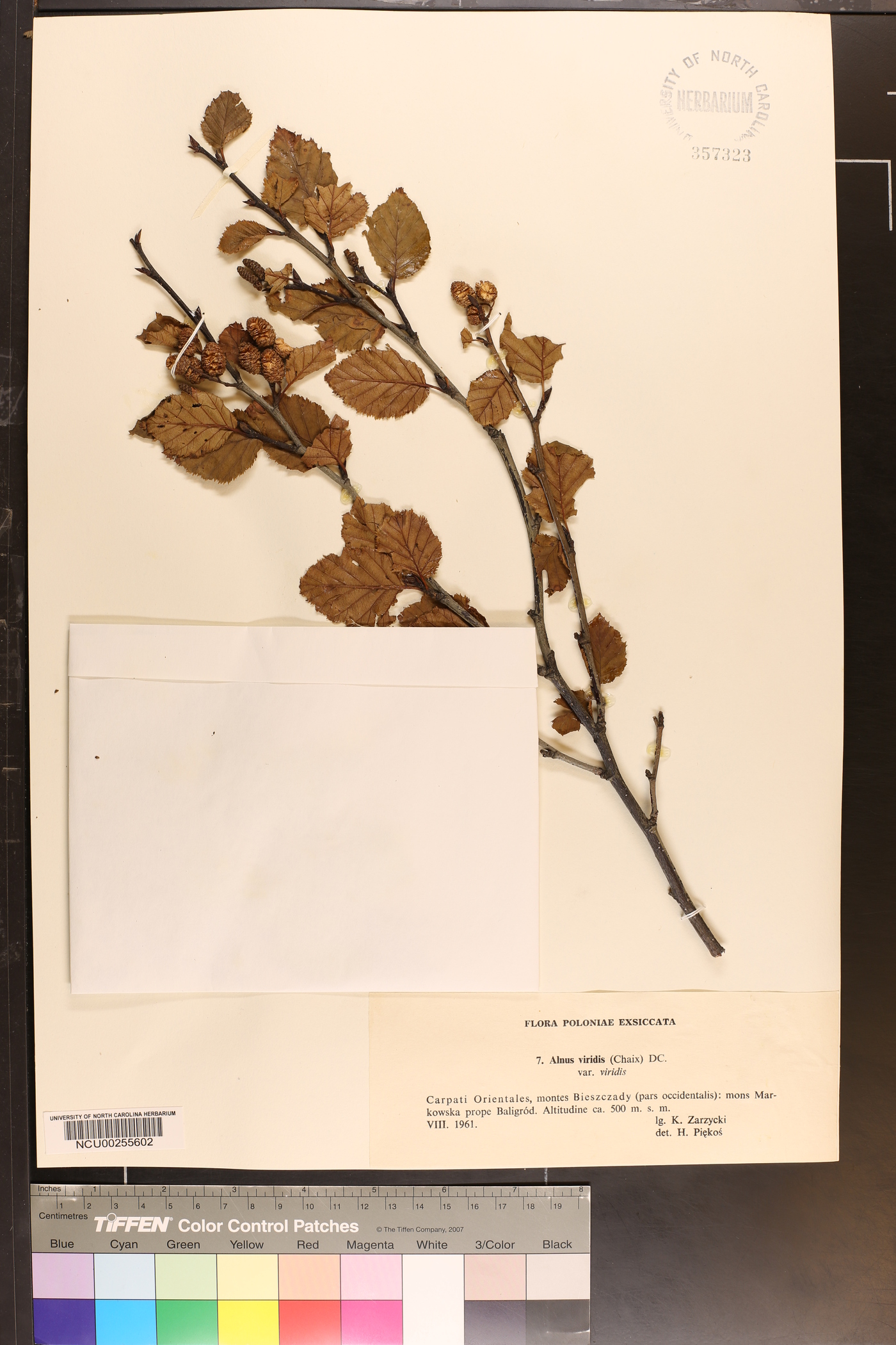 Alnus viridis subsp. viridis image