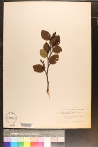 Alnus crispa image