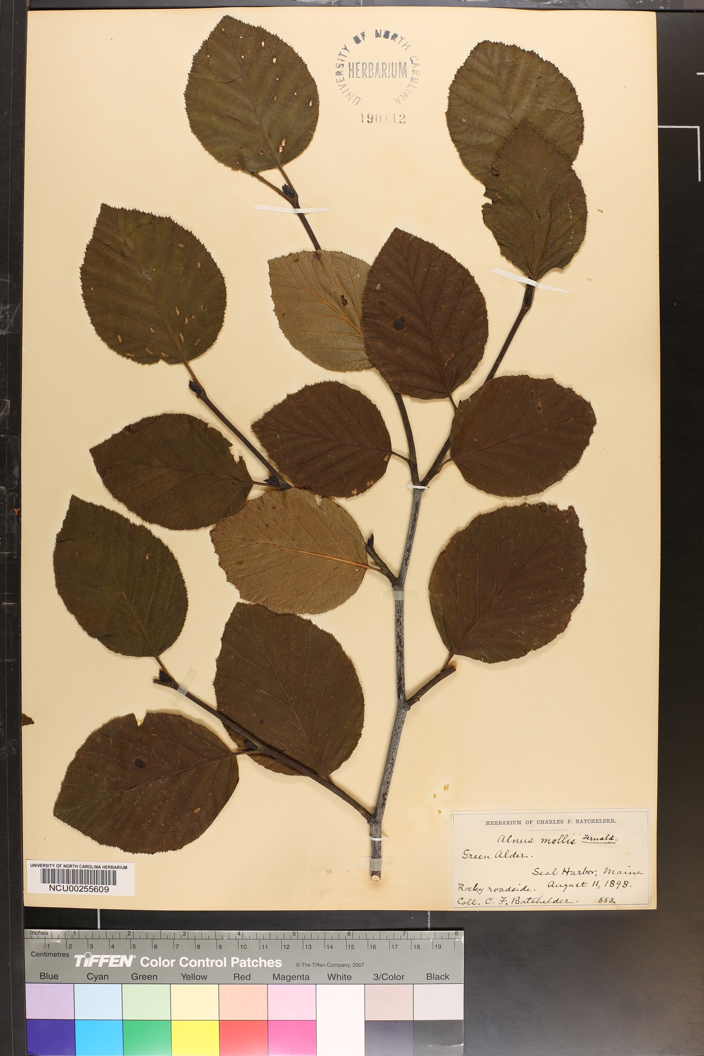 Alnus mollis image