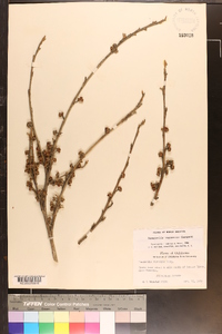 Hamamelis vernalis image