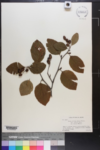 Alnus crispa image