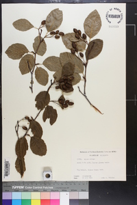 Alnus crispa image