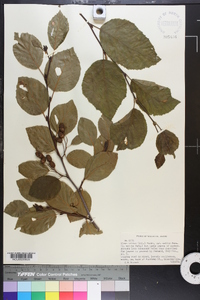 Alnus crispa image