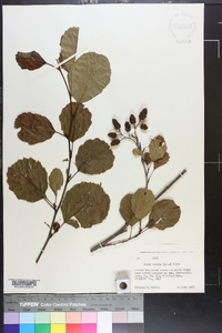 Alnus crispa image