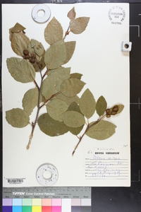 Alnus crispa image