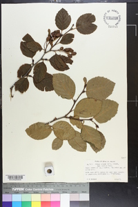 Alnus crispa image