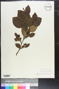 Alnus crispa image