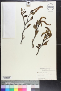 Alnus crispa image