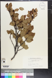 Alnus crispa image