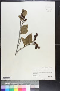 Alnus crispa image