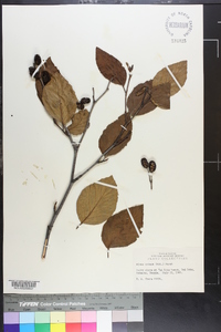 Alnus crispa image