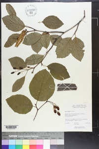 Alnus crispa image