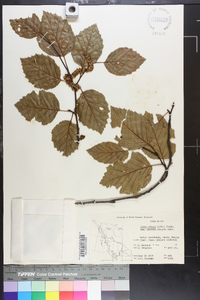 Alnus crispa subsp. sinuata image