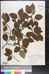 Alnus crispa image