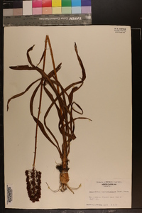 Amianthium muscitoxicum image