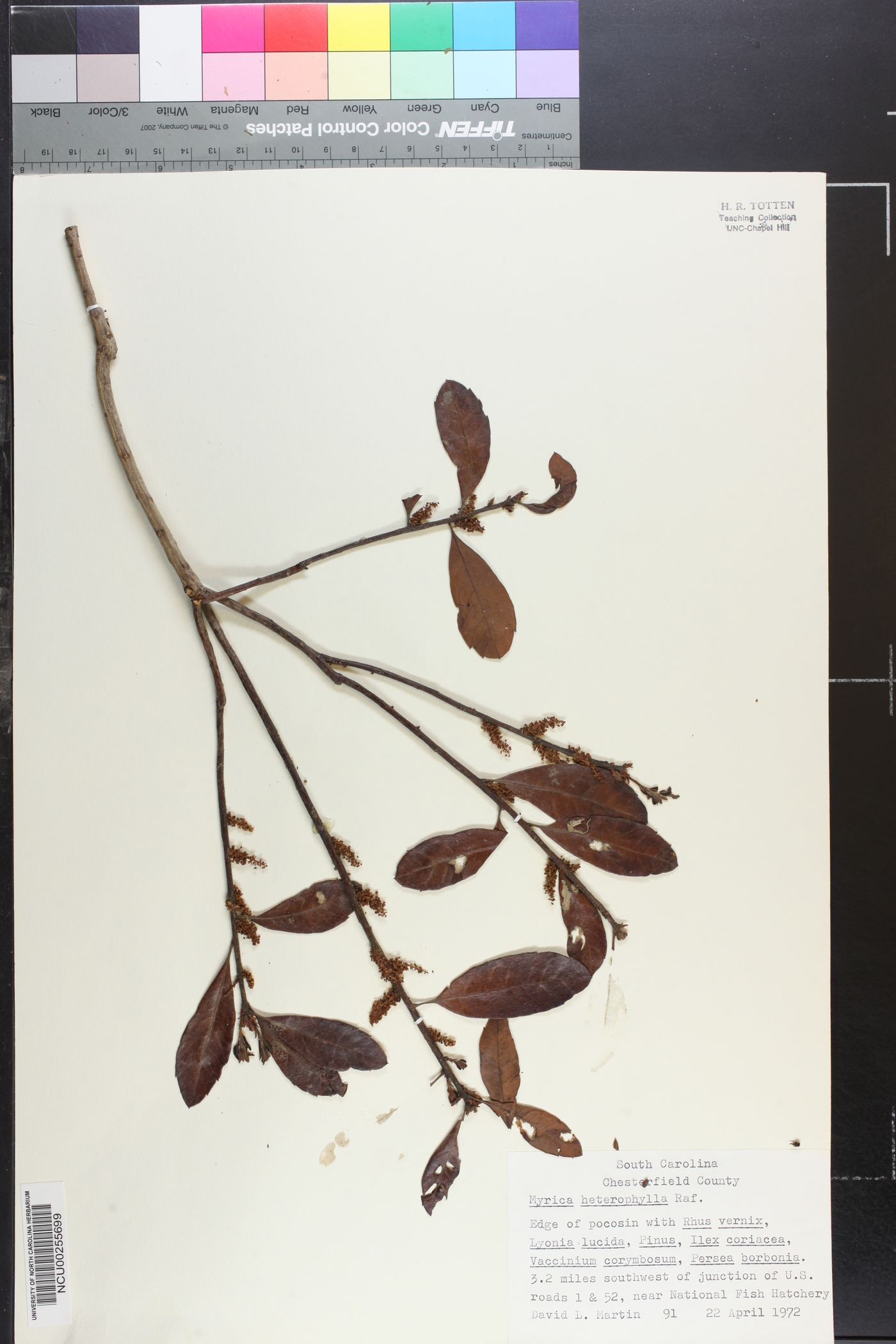 Myrica heterophylla image