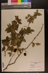 Syzygium jambos image