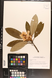 Rhododendron maximum image