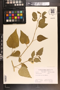 Physalis peruviana image