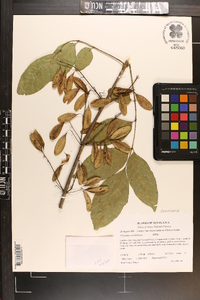 Fraxinus caroliniana image