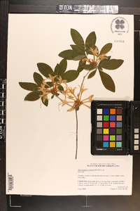 Rhododendron eastmanii image