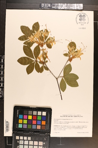 Rhododendron eastmanii image